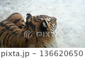 Explore the Winter World of a Tiger in the National Park as It Moves Through the Snow and Ice 136620650