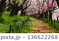 【埼玉縣佐手市】佐手權憲道公園的春日景色，櫻花隨風搖曳。 136622268