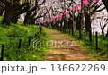 【埼玉縣佐手市】佐手權憲苑的春天：櫻花如雪般飄落，景色優美。鏡頭向上傾斜 136622269