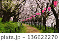 【埼玉縣佐手市】佐手權憲苑的春天：櫻花如雪般飄落，景色優美。鏡頭向右移動。 136622270