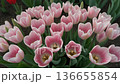 ピンク色のチューリップ 136655854