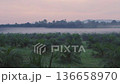Morning fog rises in a plantation filled with palm trees in Thailand. The forest stands still as the day begins, showcasing the beauty of nature at dawn. High quality 4k footage 136658970