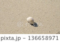 A small crab moves slowly across the beach sand. It carries its shell on its back as it explores its surroundings. The sun shines bright as the crab scuttles about. High quality 4k footage 136658971