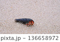 Hermit crab explores the sandy beach in Thailand looking for a new shell. It moves carefully as it inspects different shells in the warm sand. High quality 4k footage 136658972