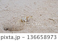 Ocypode ghost crab digs a burrow in sand and pops out to explore the beach. The crab moves quickly around its habitat in search of food. High quality 4k footage 136658973