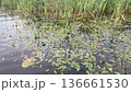 Many Potamogeton Natans plants on the water surface 136661530