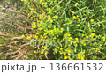 Unfocused yellow flowers are swaying in the field in the wind. 136661532