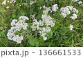 Blooming Valerian: Valeriana officinalis flower buds grace the alpine Italian meadow 136661533