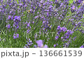 Lavender Symphony with a Bumblebee Soloist The Beautiful Harmony of Insect and Flower in Summer Sunlight 136661539