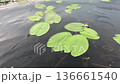 The aquatic plant Nuphar lutea grows in a pond with a slow current 136661540