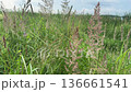 Calamagrostis epigeios plants in summer sunshine 136661541