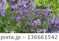 A Bumblebees Busy Day Captured in Detail Its Gentle Flight from One Fragrant Lavender Bloom to Another 136661542