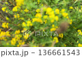Defocused Alfalfa sickle (Medicago falcata) blooms in nature 136661543