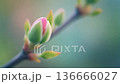 花蕾在微風中搖曳，充滿電影感的早春素材，特寫鏡頭和寬邊距。 136666027