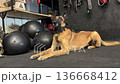 Belgian Malinois dog lying on gym floor surrounded by fitness equipment. Athletic working breed resting during training session in indoor functional gym space. Concept of strength discipline 136668412