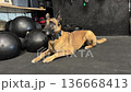 Belgian Malinois dog lying on gym floor surrounded by fitness equipment. Athletic working breed resting during training session in indoor functional gym space. Concept of strength discipline 136668413