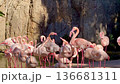 flock of pink flamingos on water on a river in forest in nature in national reserve in Asia in Vietnam 136681311