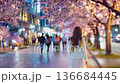 A woman walking along cherry blossoms 136684445