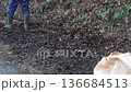 落葉を拾い集める男性 136684513