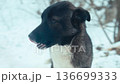 Dog in animal shelter. Homeless dog waiting for adoption 136699333
