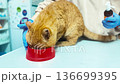 Cat eats from a bowl at an animal shelter. Red cat at a veterinary clinic. 136699395