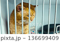 Red cat in animal shelter. Homeless cat in cage. Cat waiting for adoption 136699409