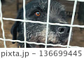Dog in animal shelter. Homeless dog in cage. Dogs waiting for adoption 136699445