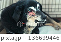 Dog in animal shelter. Homeless dog in cage. Dogs waiting for adoption 136699446