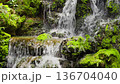 A waterfall cascading down in tiers against a backdrop of lush green ferns, creating a cool atmosphere.The tranquil landscape and natural diversity of the ecosystem 136704040