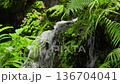 A waterfall cascading down in tiers against a backdrop of lush green ferns, creating a cool atmosphere.The tranquil landscape and natural diversity of the ecosystem 136704041