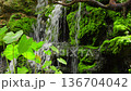 A waterfall cascading down in tiers against a backdrop of lush green ferns, creating a cool atmosphere.The tranquil landscape and natural diversity of the ecosystem 136704042