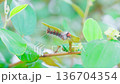 Caterpillars cling to the underside of leaves to slowly eat the leaves as food. 136704354