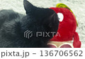 Black cat close up. Homeless cat at animal centre. Cat waiting for adoption 136706562