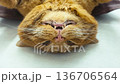 Cat under anesthesia is ready for surgery. Red cat on the operating table at a veterinary clinic. 136706564