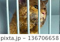 Red cat in animal shelter. Homeless cat in cage. Cat waiting for adoption 136706658
