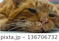 Ginger cat close up. Homeless cat at animal centre. Cat waiting for adoption 136706732
