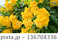 4K Close up of vibrant yellow elder flowers swaying gently in the breeze 136708336