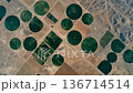 Aerial top down view of circular center pivot irrigation crop fields in semi arid farmland forming abstract green geometric pattern 136714514