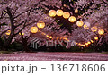 夜晚燈籠與櫻花交相輝映的夢幻景象 136718606
