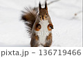 Dancing Hokkaido Squirrel 136719466