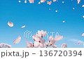 櫻花在藍天下翩翩起舞的畫面 136720394