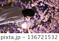 Woman looking up at the night cherry blossoms 136721532