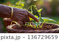 elderly black hand touching seedling pot, wrinkled fingers with gold bracelet gently guiding young green sprout in rich soil of terracotta pot, warm backlight creating soft glow, blurred 136729659