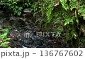 森を流れる綺麗な川の水 136767602
