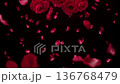 玫瑰花瓣飄落在黑色背景上 136768479