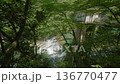 緑豊かな抱返り渓谷の風景 136770477