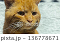 Ginger cat close up. Homeless cat at animal centre. Cat waiting for adoption 136778671