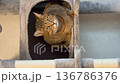Kijitora 貓在貓塔中放鬆 136786376