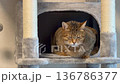 Kijitora 貓在貓塔中放鬆 136786377