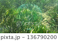 Underwater Seagrass Entangled By Net, Small Fish Weaving Through Dense Green Blades, Sunlight Dappling Sandy 136790200